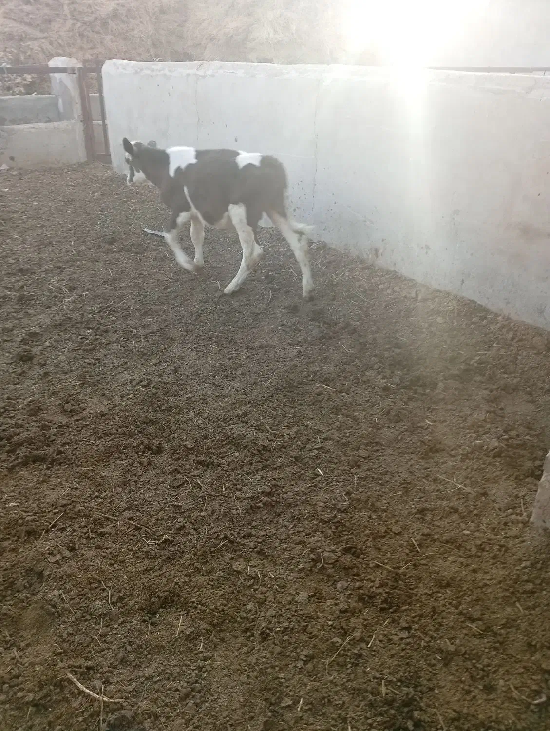 گوساله نر سیمیتال|حیوانات مزرعه|ماهنشان, |دیوار