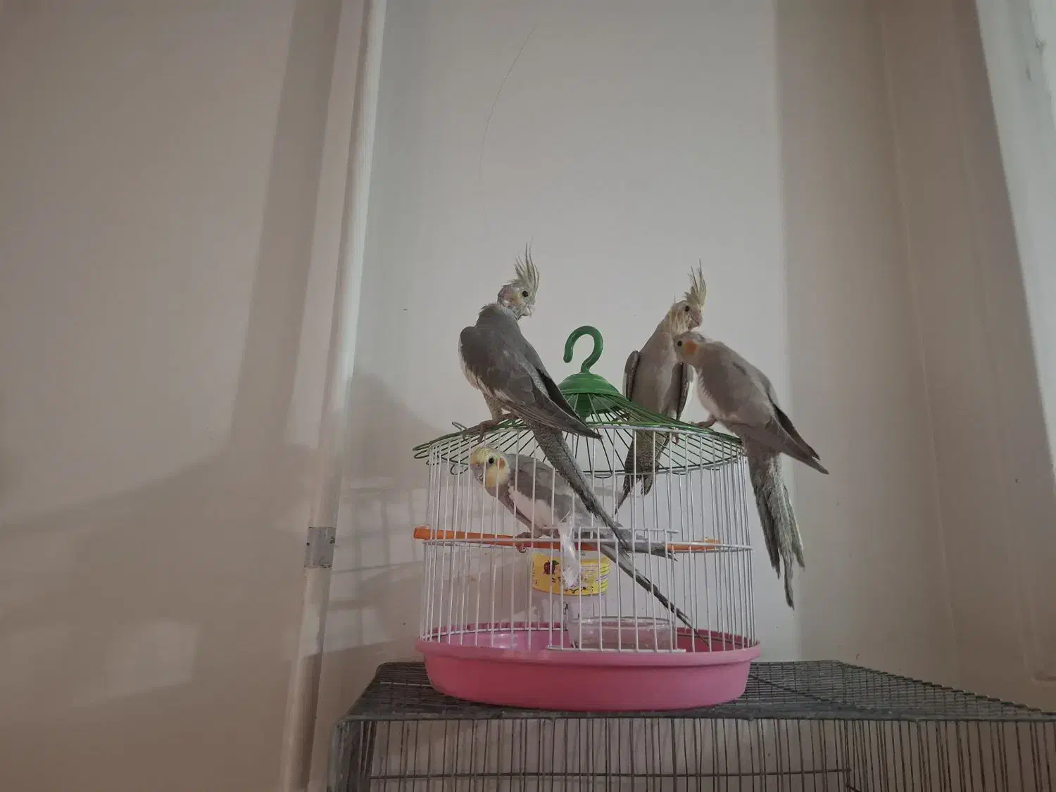 عروس هلندی|پرنده|قم, چهار مردان|دیوار