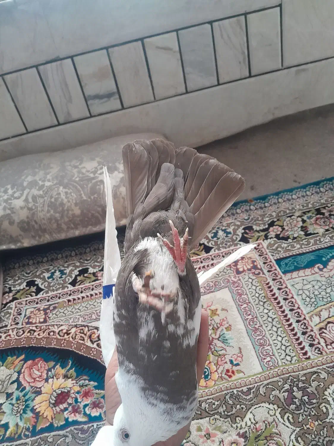 فروش کبوتر|پرنده|الیگودرز, |دیوار