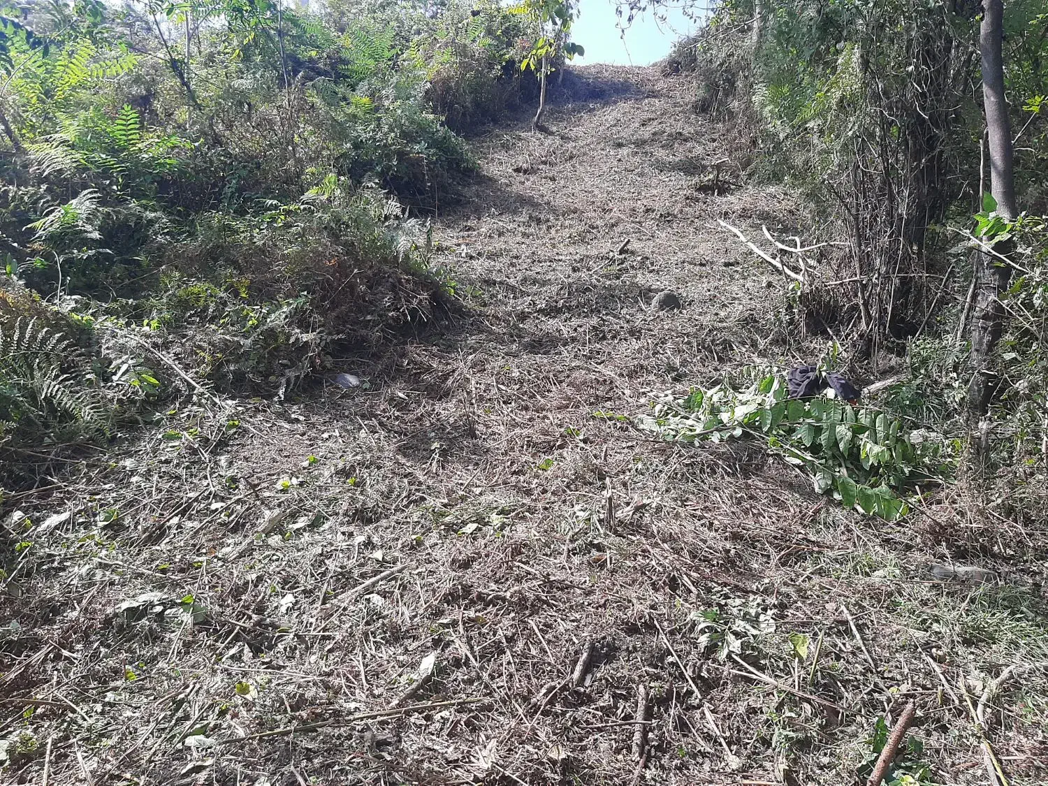 قطع درخت و علفتراشی متراژ بالا پذیرفته میشود|خدمات باغبانی و درختکاری|خرم‌آباد (تنکابن), |دیوار