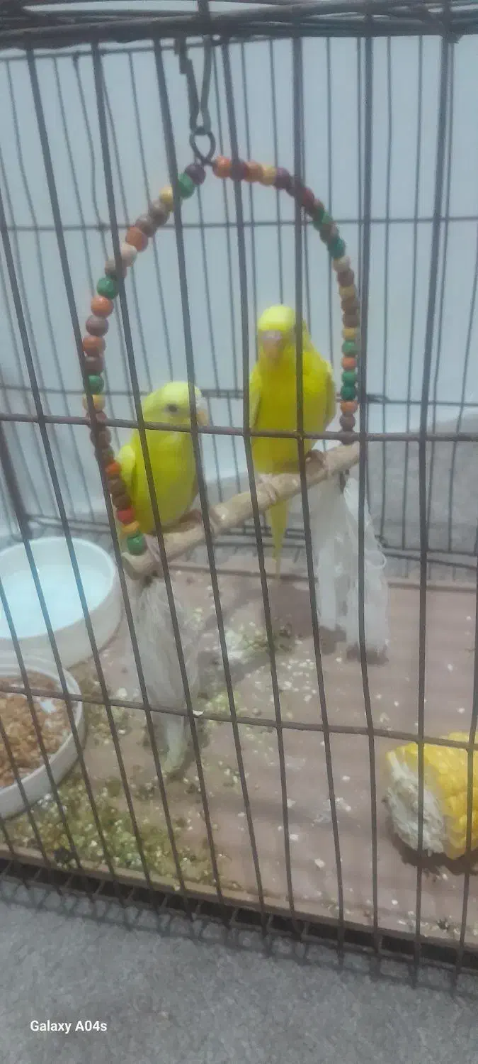 مرغ عشق|پرنده|مسجد سلیمان, |دیوار