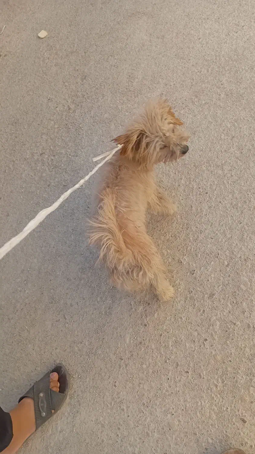 سگ پا کوتا|سگ|فارسان, |دیوار