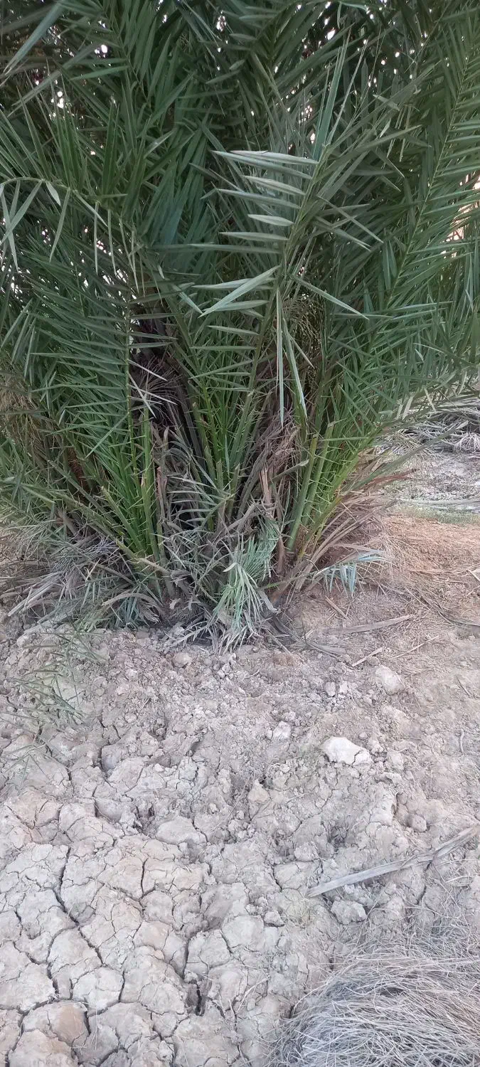 پاجوش نخل|گل و گیاه طبیعی|چمران, |دیوار