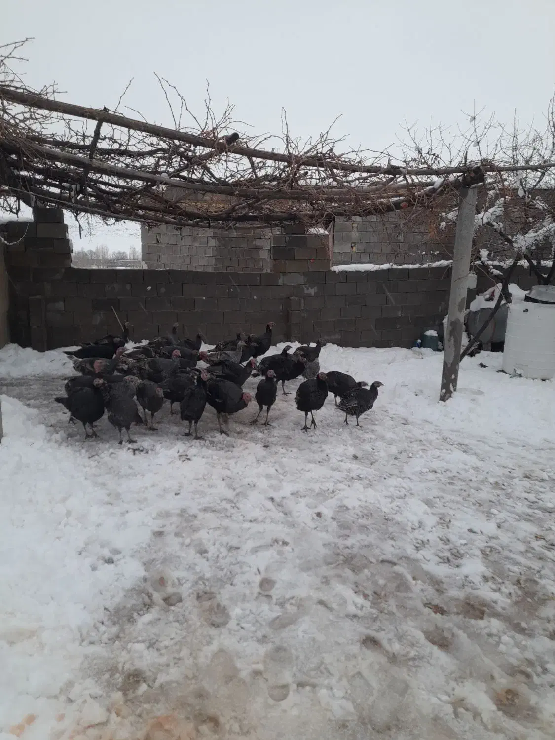 حیوانات خانگی|حیوانات مزرعه|یاسوج, |دیوار