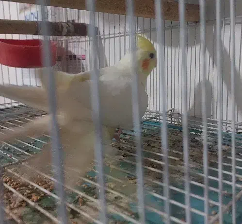 طوطی عروس|پرنده|بندر امام خمینی, |دیوار