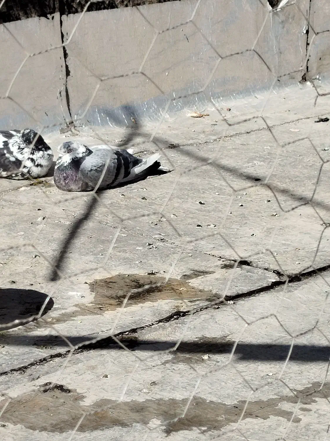 کبوتر|پرنده|خرمدره, |دیوار