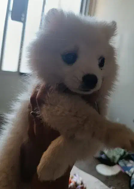 سگ پامرین سایر ریز|سگ|آزادشهر, |دیوار