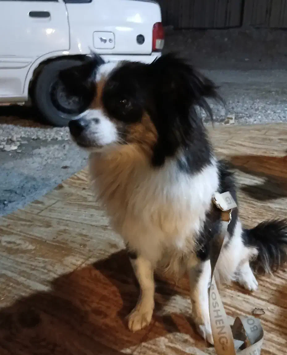 سلام یه ماده اشپیز دارم|سگ|اهواز, شهرک شهید عباس پور|دیوار