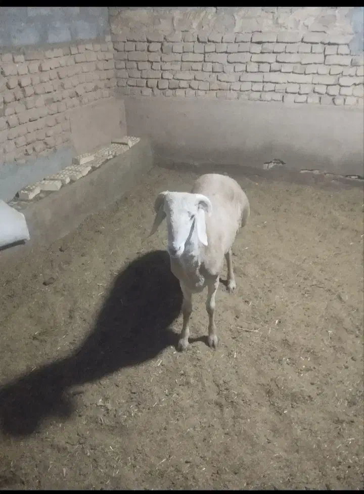 دوعددبره قوچی|حیوانات مزرعه|بوژگان, |دیوار