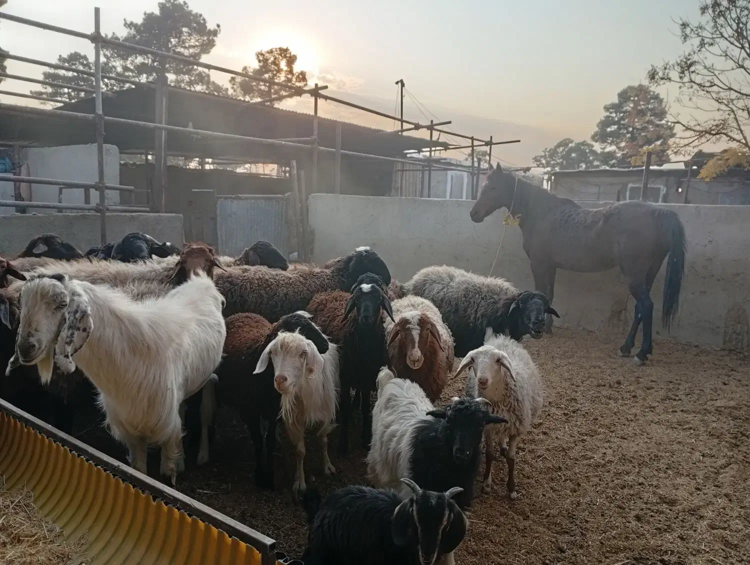 شیشک و بره ماده آبستن|حیوانات مزرعه|کهریزک, |دیوار