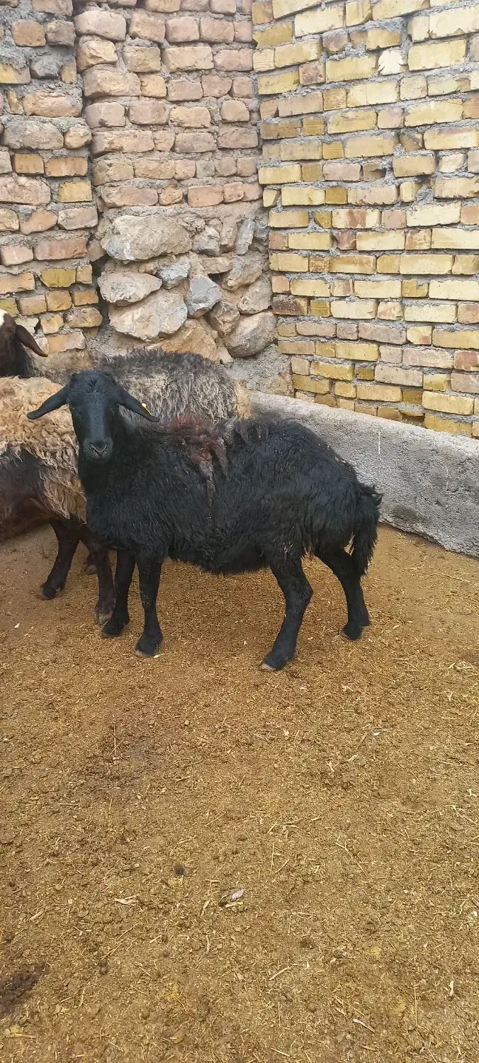 بره ماده های قزل افشاری|حیوانات مزرعه|آوج, |دیوار