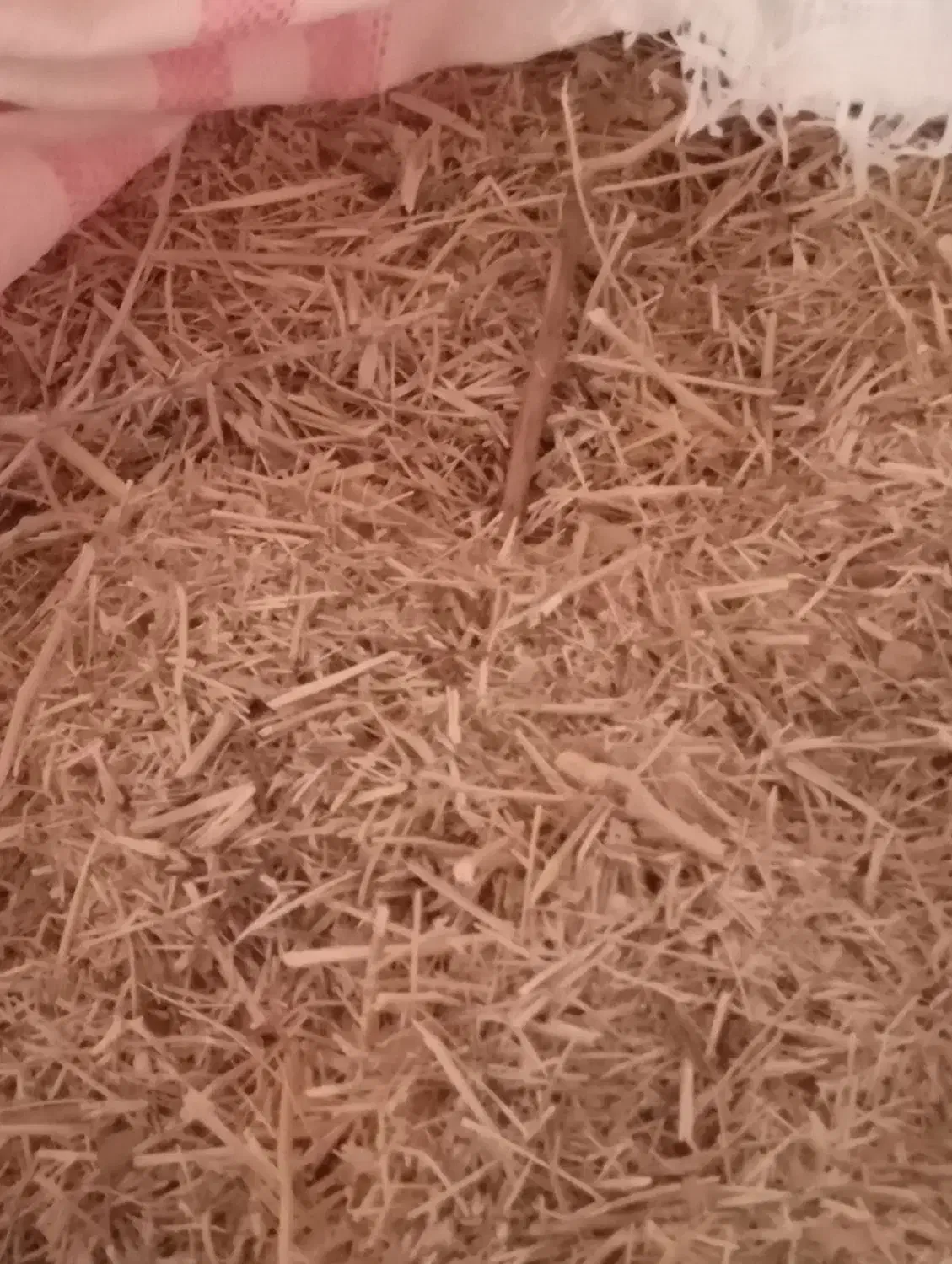 یونجه خرمن کوب شده|لوازم جانبی حیوانات|درمیان, |دیوار