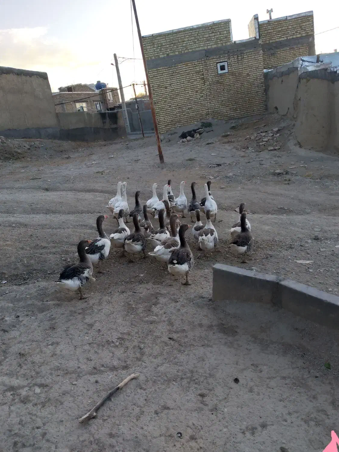 غاز محلی|حیوانات مزرعه|دیواندره, |دیوار