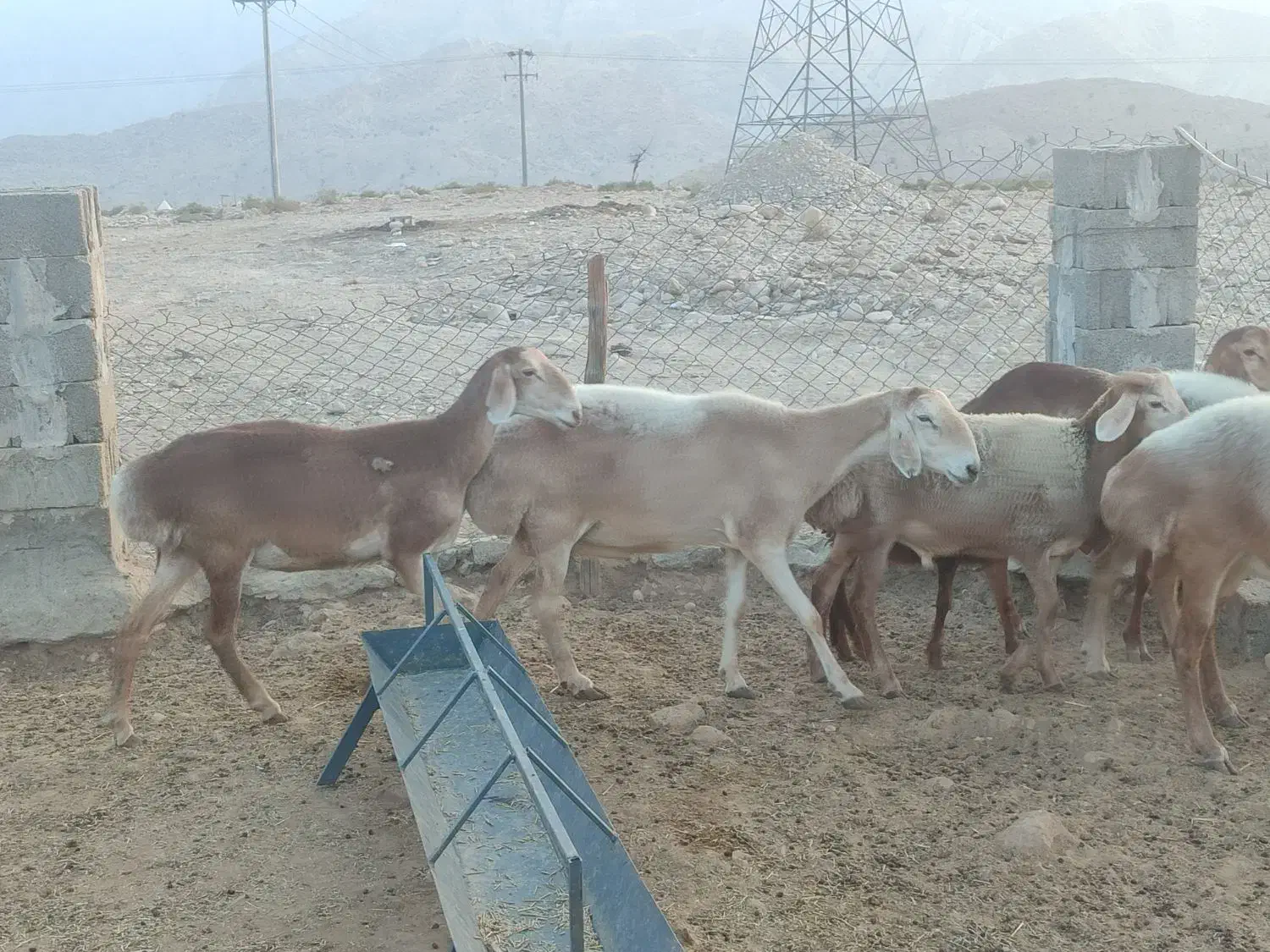 فروش میش چینی|حیوانات مزرعه|لامرد, |دیوار