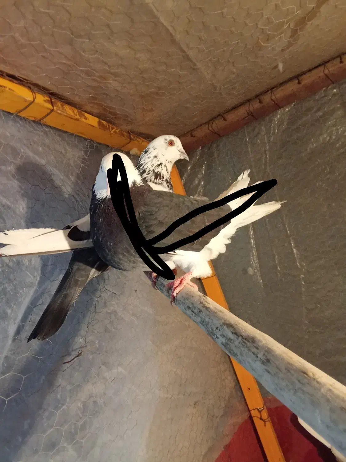 کبوتر|پرنده|رباط‌کریم, رباط‌کریم|دیوار