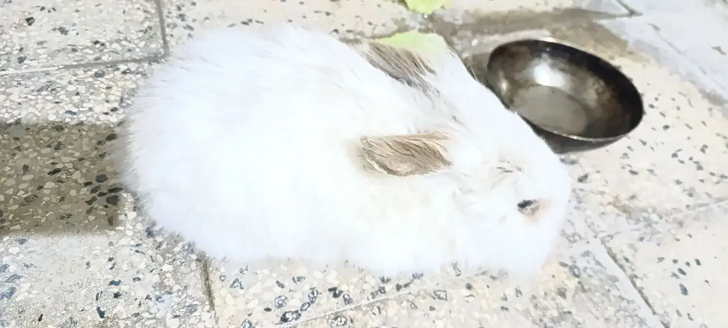 خرگوش لوپ هندی بازیگوش|موش و خرگوش|ایلام, |دیوار