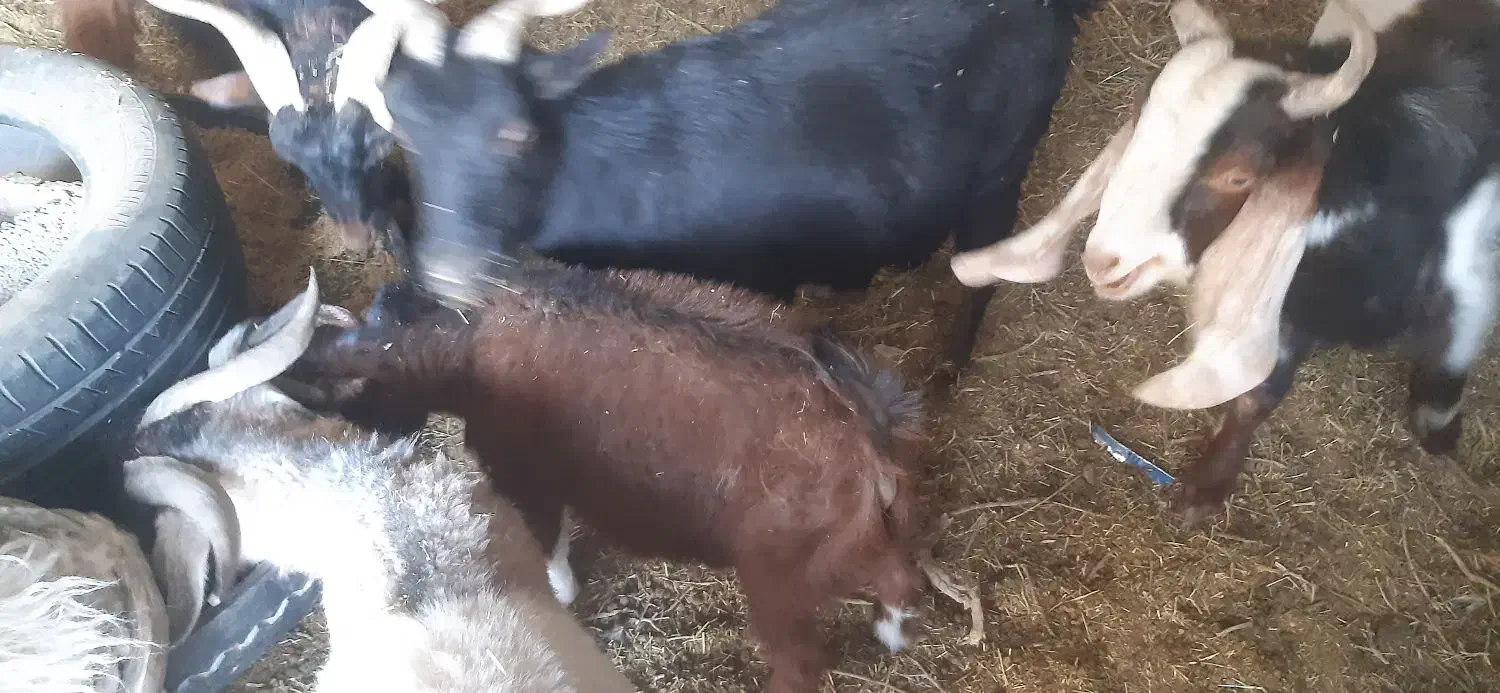 بز ابستن وکهره نر|حیوانات مزرعه|کرمان, |دیوار