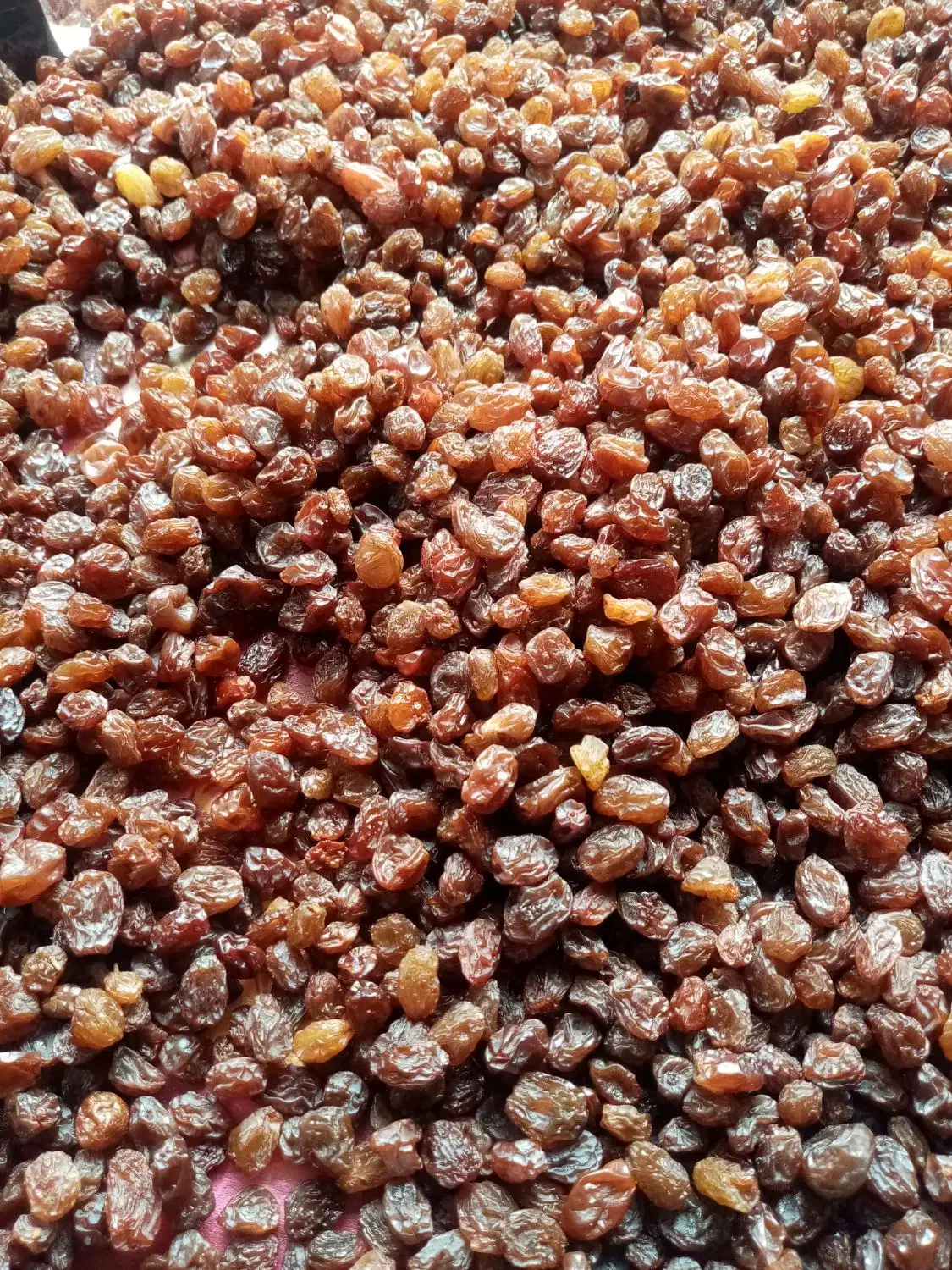 کشمش آفتابی محصول باغ خودمونه|خوردنی و آشامیدنی|قزوین, |دیوار