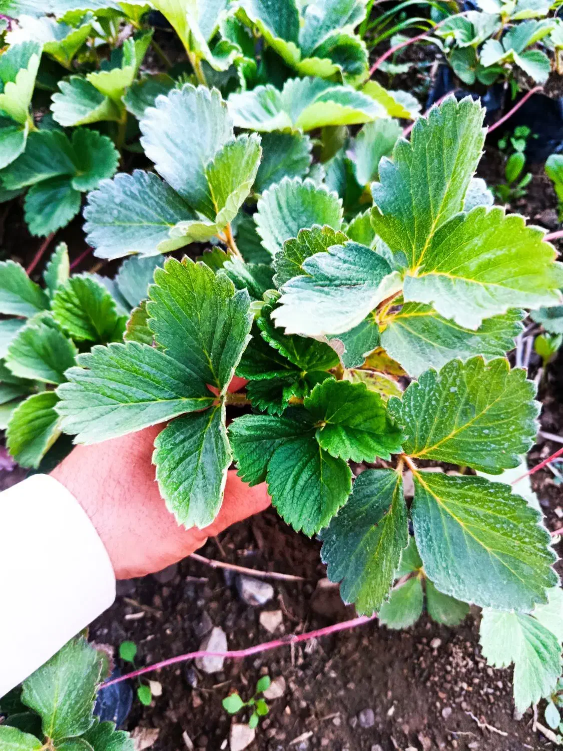 فروش نهال توت فرنگی به صورت ریشه لخت|خدمات باغبانی و درختکاری|اندیمشک, |دیوار