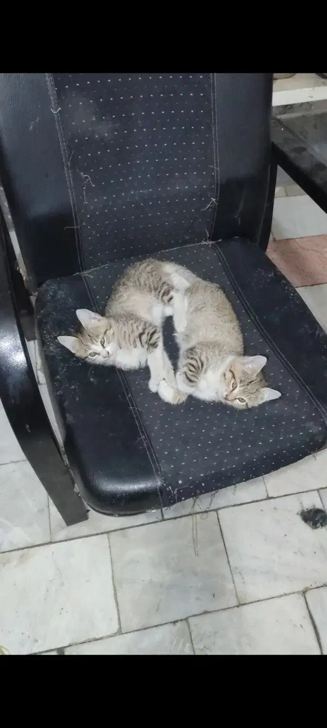 واگذاری گربه نژاد dsh|گربه|شهریار, کهنز|دیوار