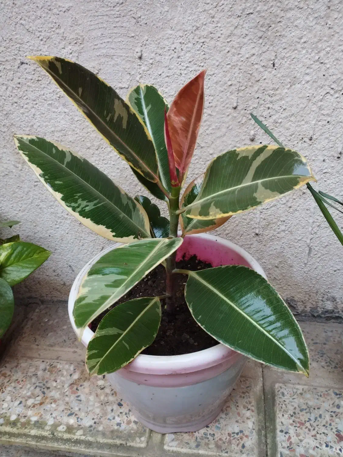 گل و گیاه|گل و گیاه طبیعی|رشت, تازه آباد|دیوار