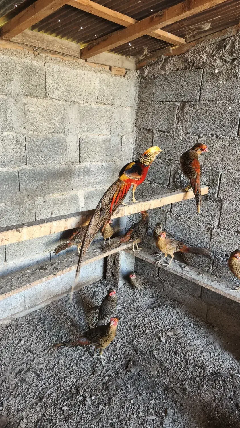 فروش انواع پرنده زینتی|پرنده|سنگر, |دیوار