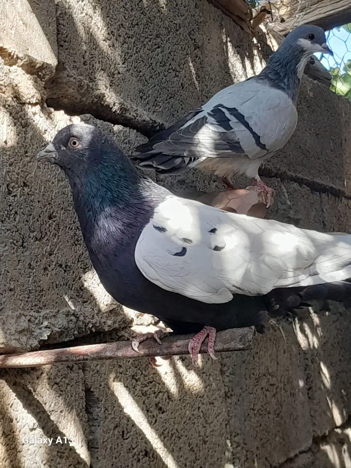 سینه سیاه وسینه زرد|پرنده|گلباف, |دیوار