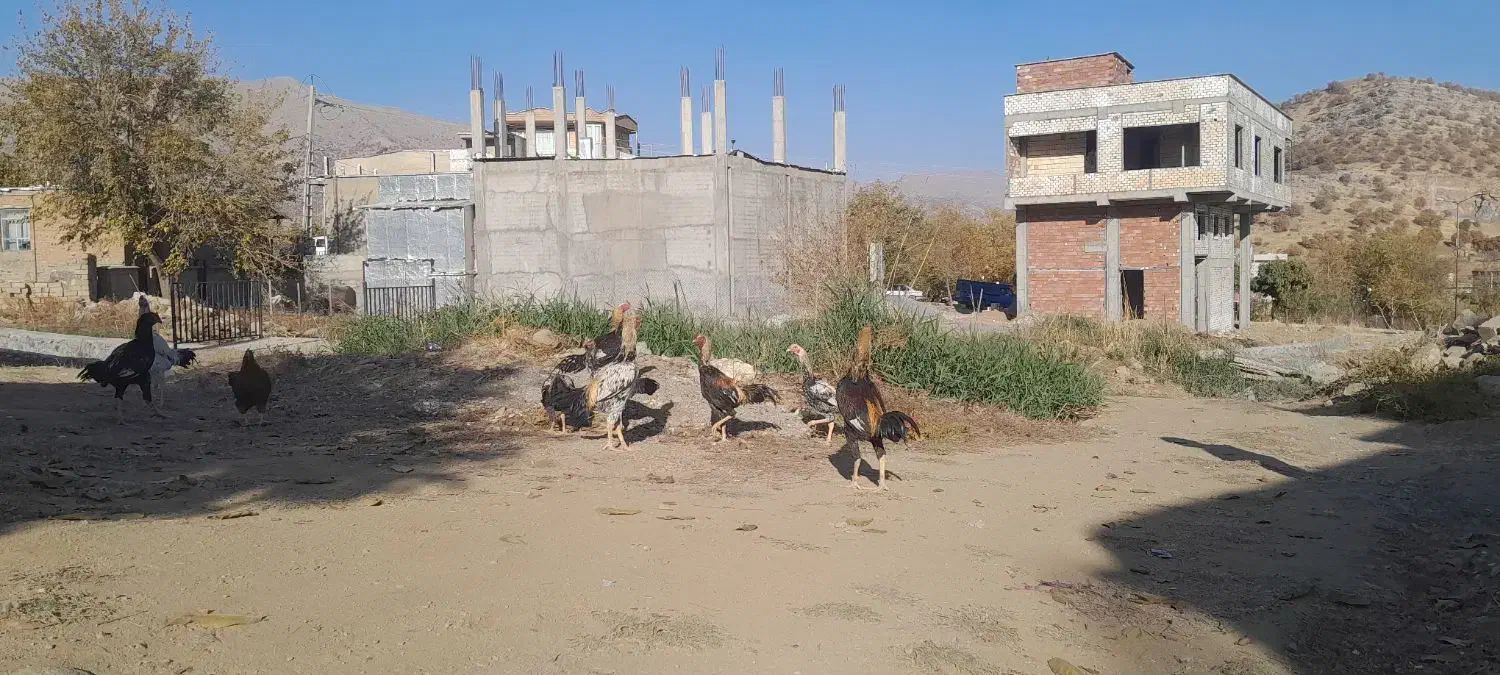 خروس لاری|حیوانات مزرعه|ننور, |دیوار