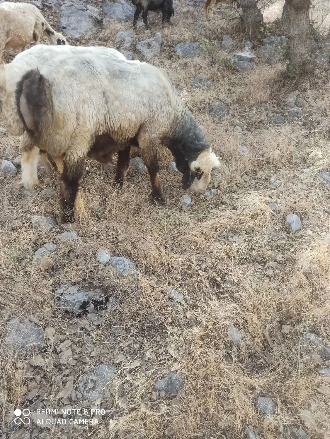 قوچ|حیوانات مزرعه|مارگون, |دیوار