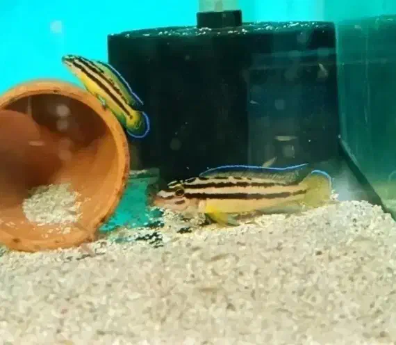 انواع ماهی های تانگانیکا|ماهی|تهران, اکباتان|دیوار