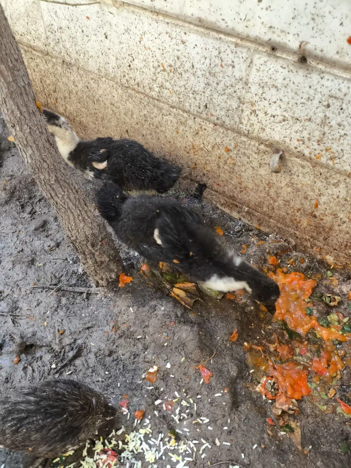 اوردک|حیوانات مزرعه|تهران, مسعودیه|دیوار