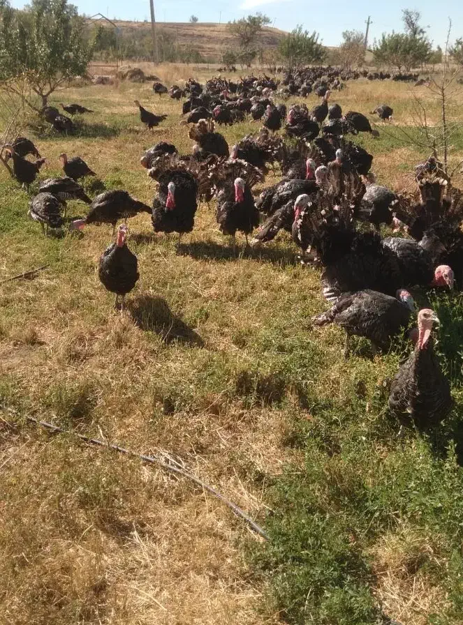 فروش بوقلمون محلی واُرگانیک|حیوانات مزرعه|چاراویماق, |دیوار