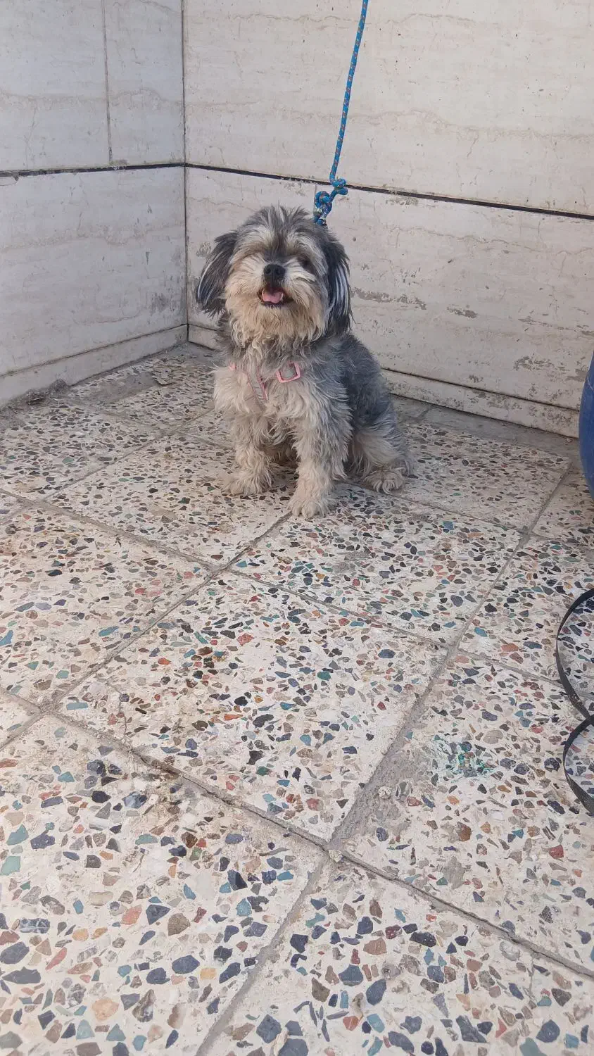 سگ پاکوتاه|سگ|خرمآباد, |دیوار