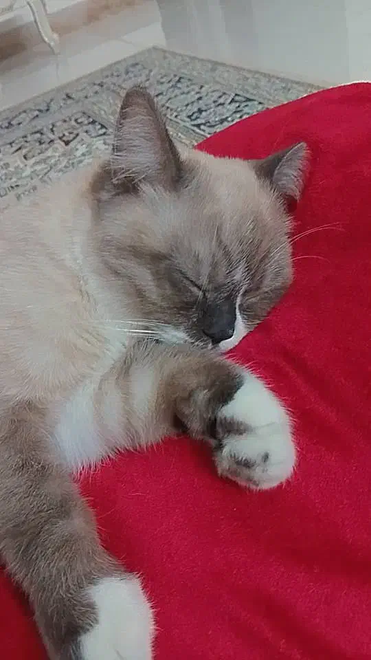 گربه رگدال ۹ماهه|گربه|شهریار, شهرک شاهد|دیوار