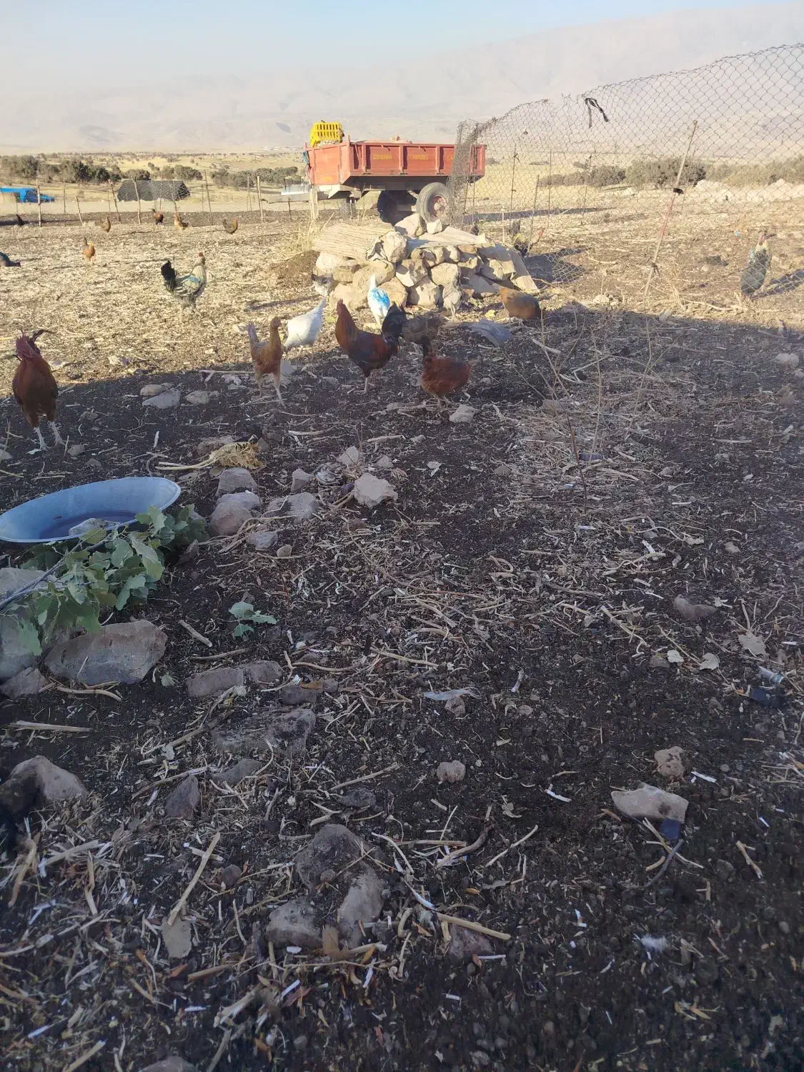 خروس  یک سال|حیوانات مزرعه|گوآور, |دیوار