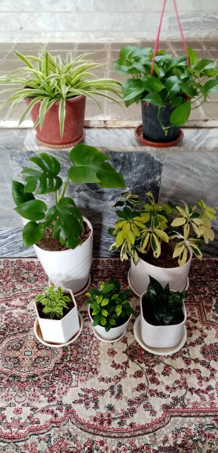 گل آپارتمانی|گل و گیاه طبیعی|کرمانشاه, |دیوار