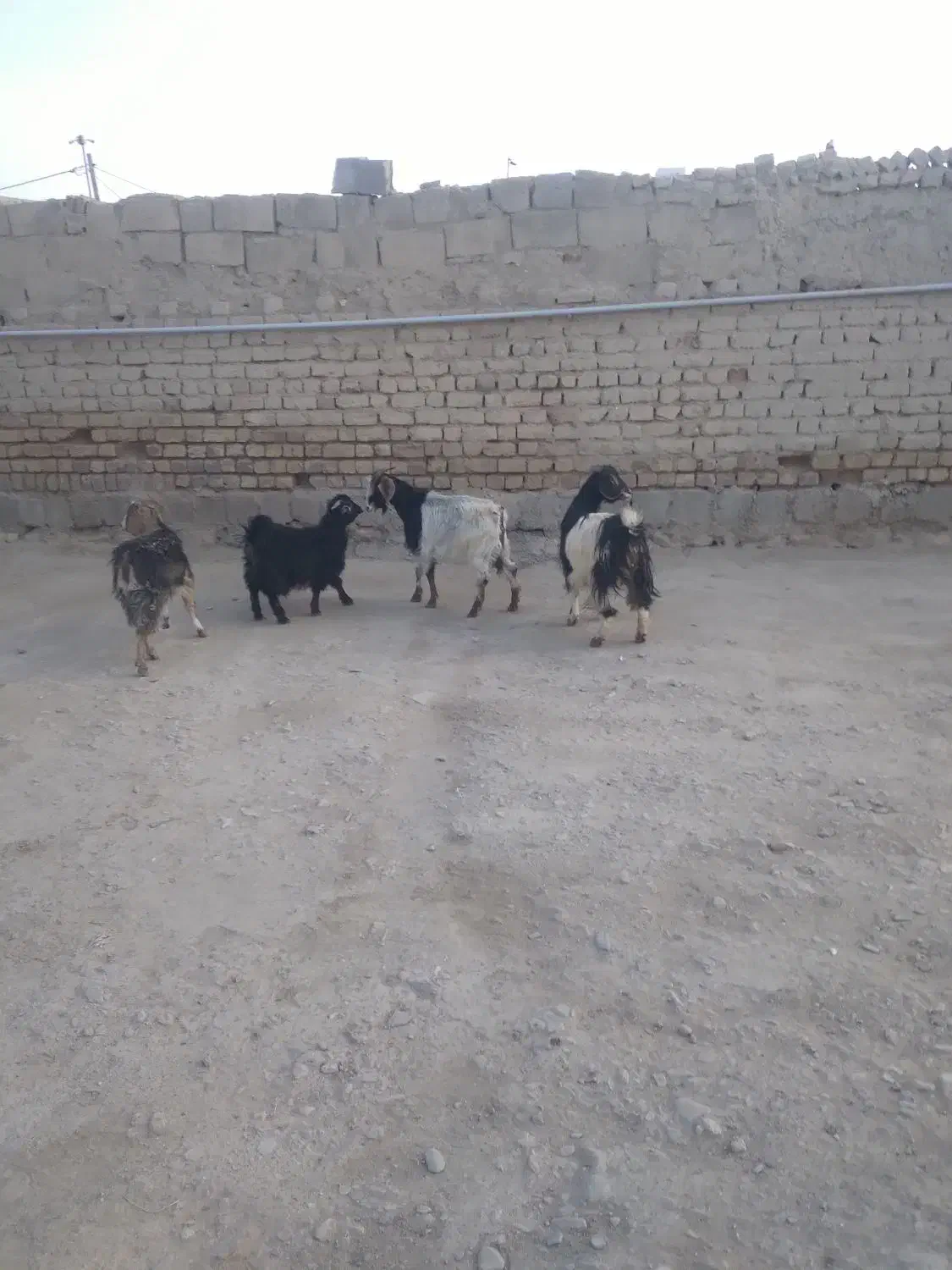 بزغاله  ماده|حیوانات مزرعه|کنگاور, |دیوار