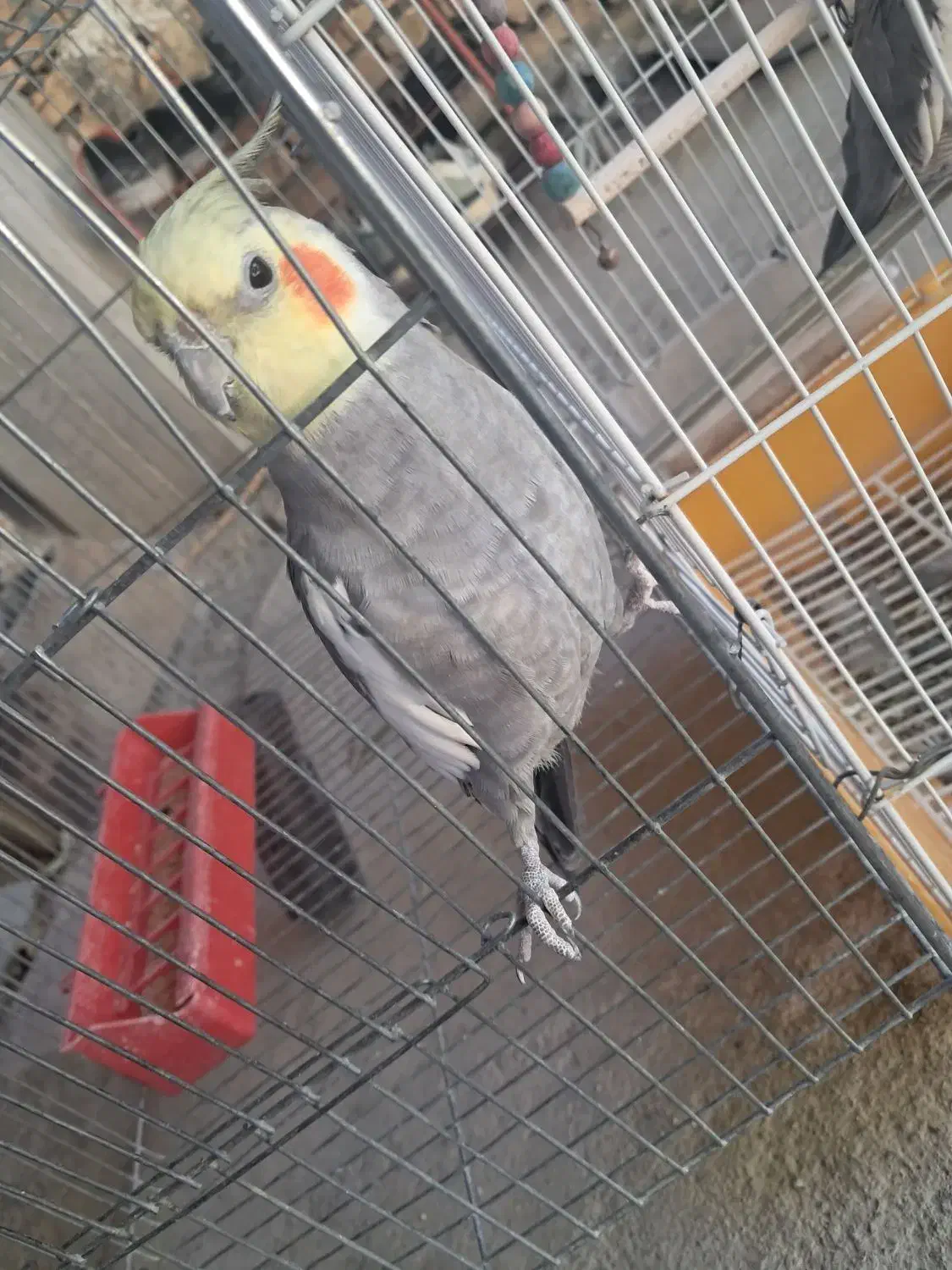 فروش یه جفت عروسی هلندی|پرنده|خانمیرزا, |دیوار