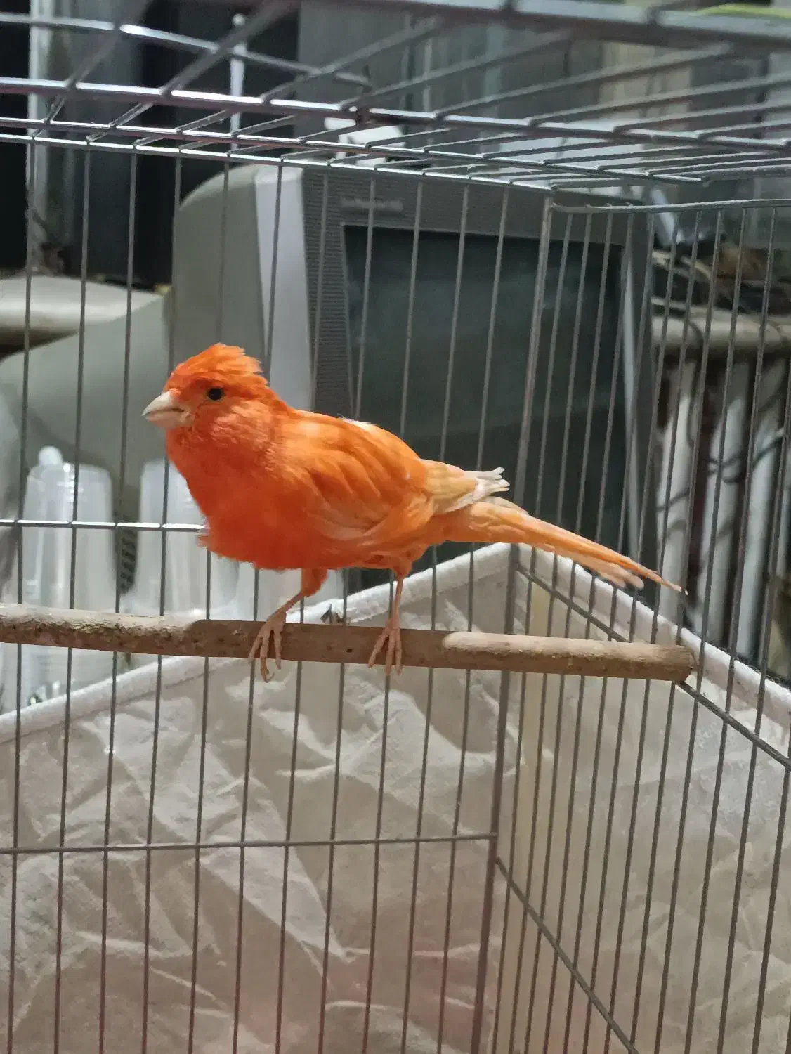 قناری سوپر قرمز|پرنده|تبریز, |دیوار