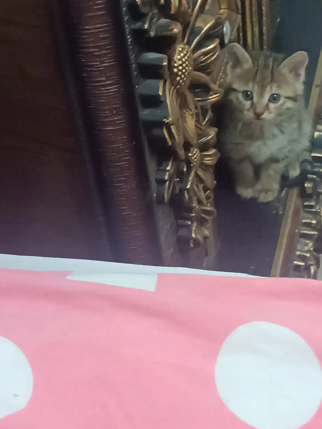 گربه|گربه|زنجان, |دیوار