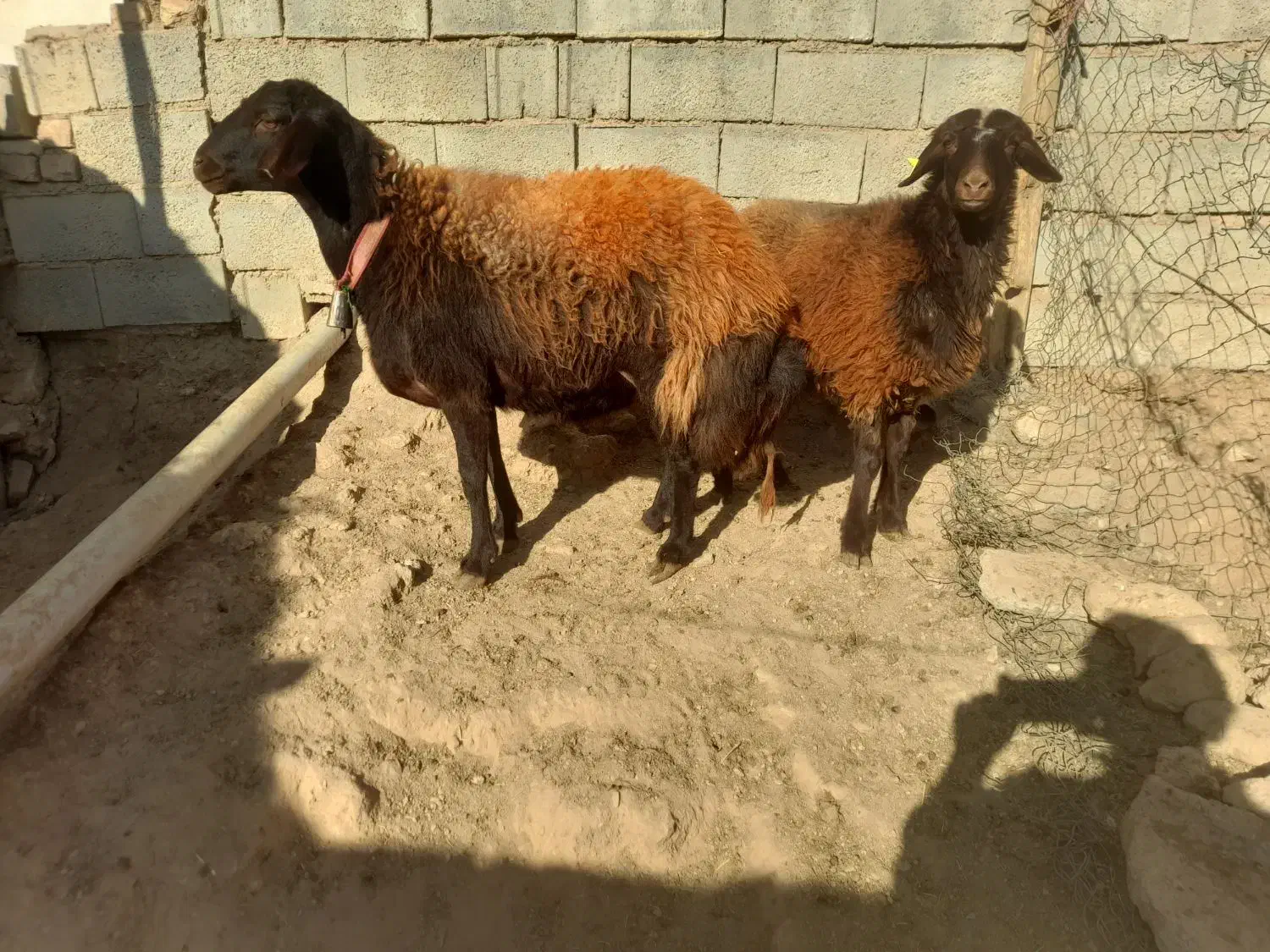 میش شیشک افشاری|حیوانات مزرعه|بن, |دیوار