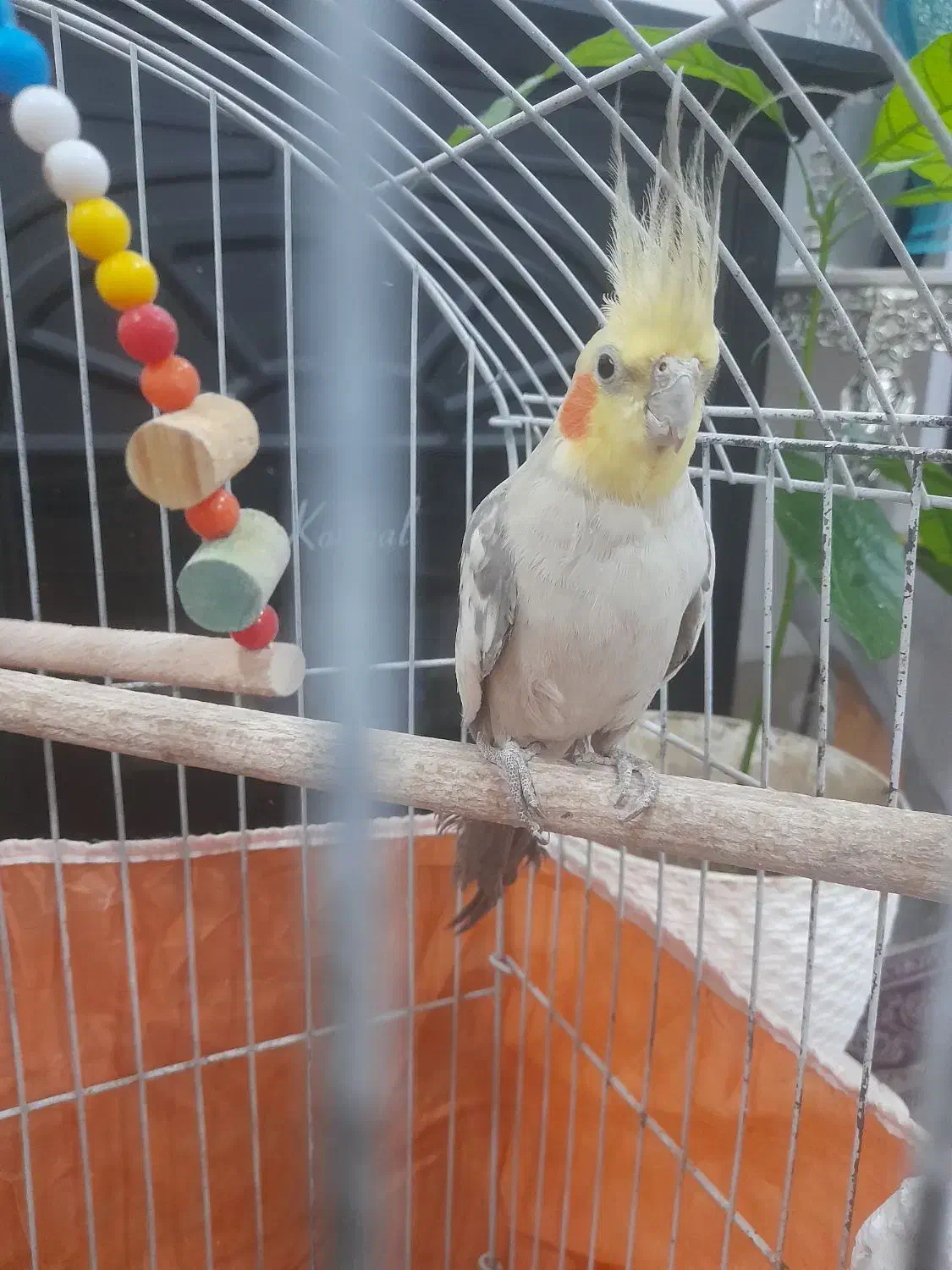 عروس هلندی|پرنده|سامان, |دیوار