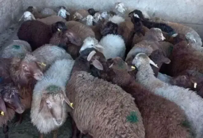 گوسفندصحرا بوده قیمت پایین تر از همه جا بره‌کوهی|حیوانات مزرعه|قم, خاکفرج|دیوار