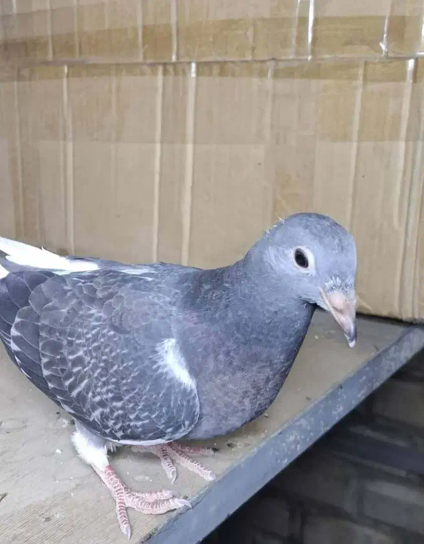 کبوتر گم شده کفتر|حیوانات|شیراز, شهرک عرفان|دیوار