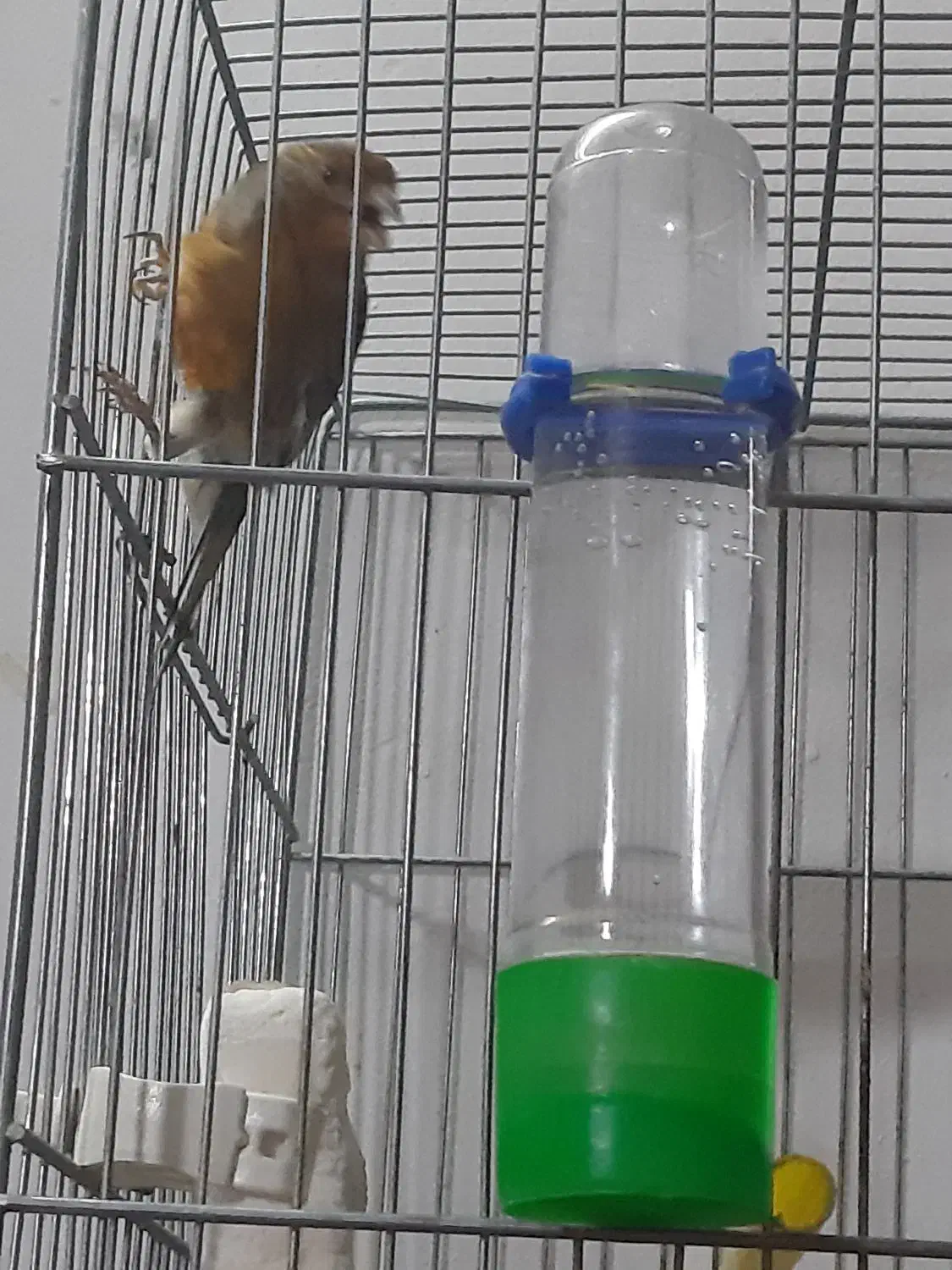 قناری نر توسرخ|پرنده|بروجرد, |دیوار