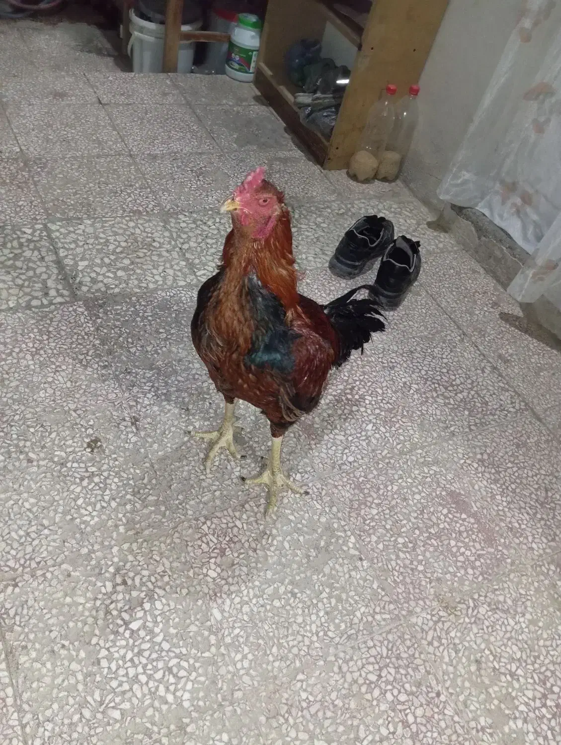 خروس|حیوانات مزرعه|قم, نوبهار|دیوار