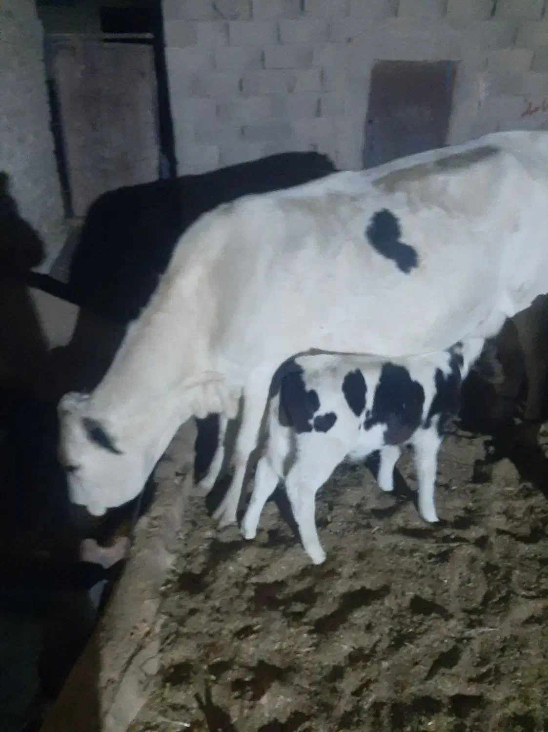 یک عدد گاو شیری با گوساله|حیوانات مزرعه|نیمروز, |دیوار