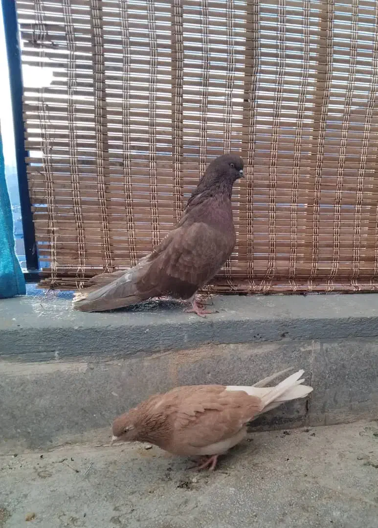 کبوتر|پرنده|پردیس, فاز ۲|دیوار