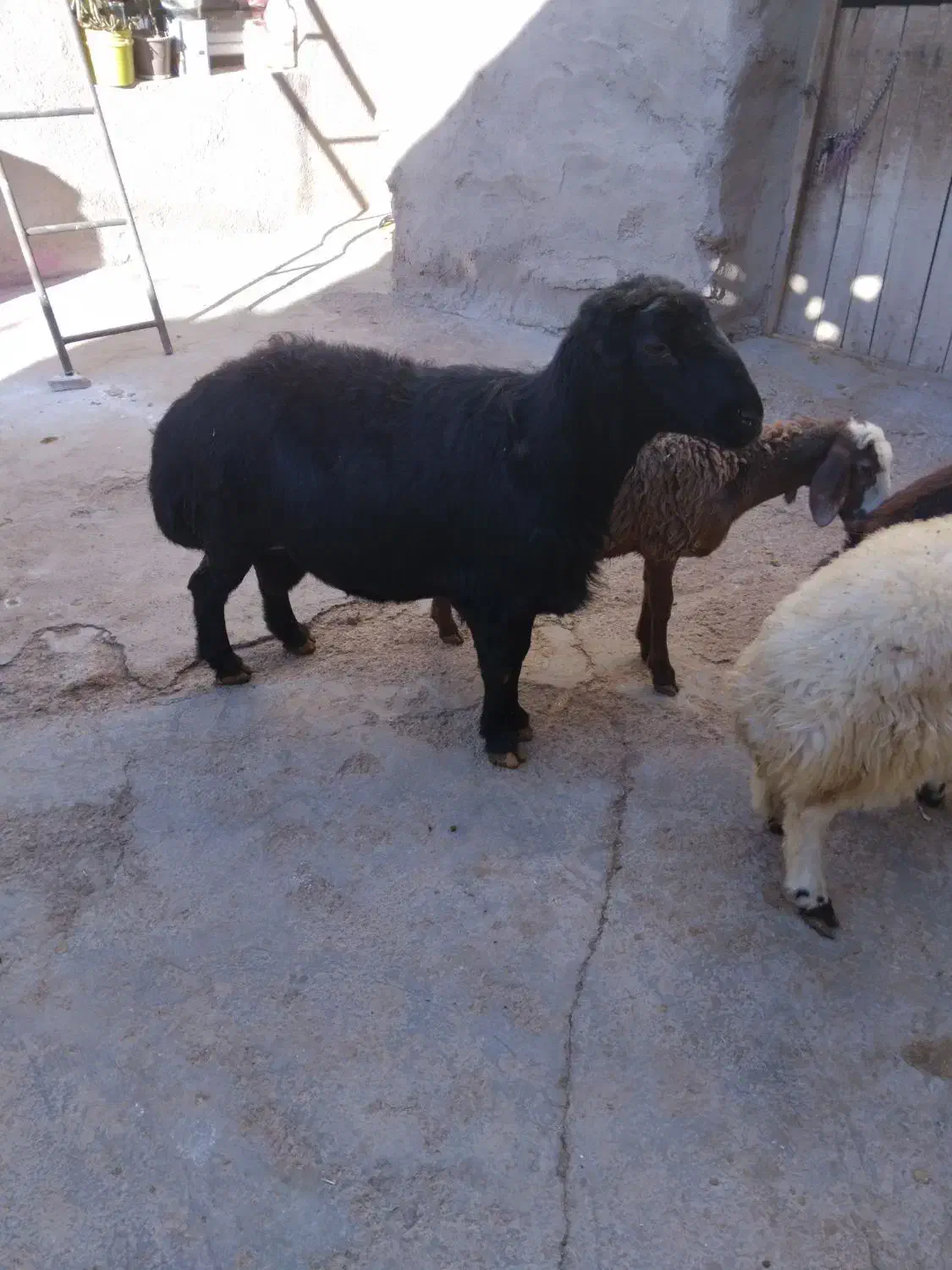 قوچ|حیوانات مزرعه|صائین قلعه, |دیوار