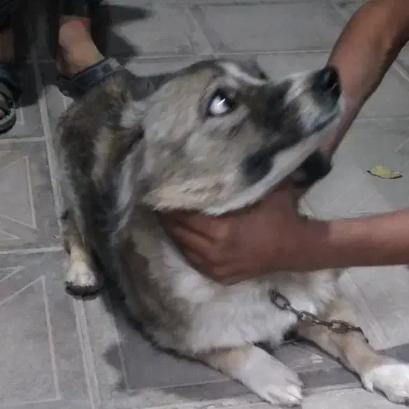 پت/سگ خونگی حیوون خونگی|سگ|رفسنجان, |دیوار